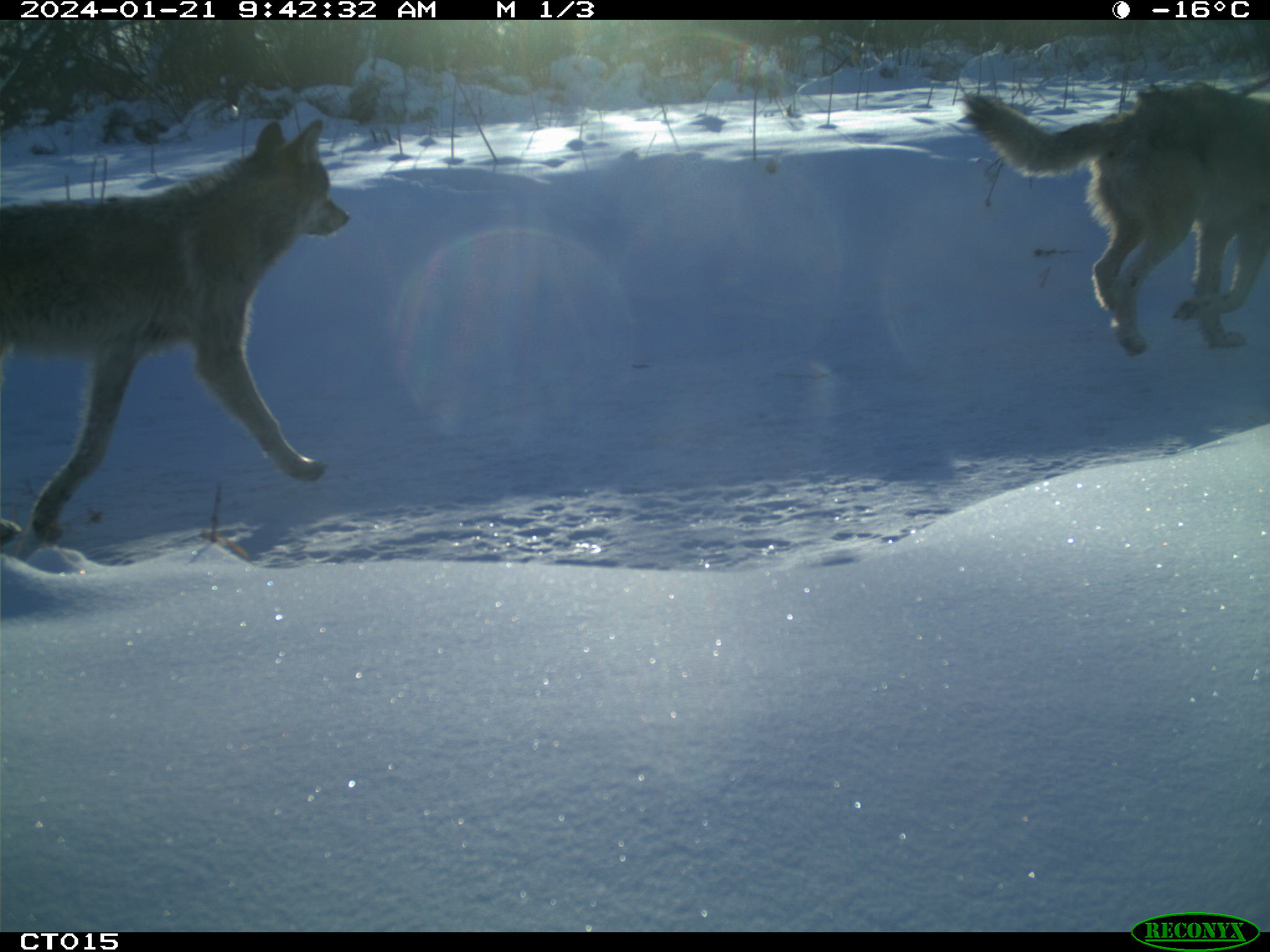 Two wolves walking through snow